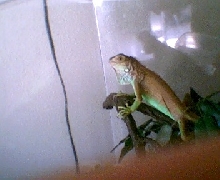 Green Igauna